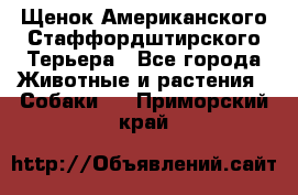 Щенок Американского Стаффордштирского Терьера - Все города Животные и растения » Собаки   . Приморский край